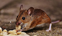 24 Hour & Emergency Exterminators in Southfield, MI